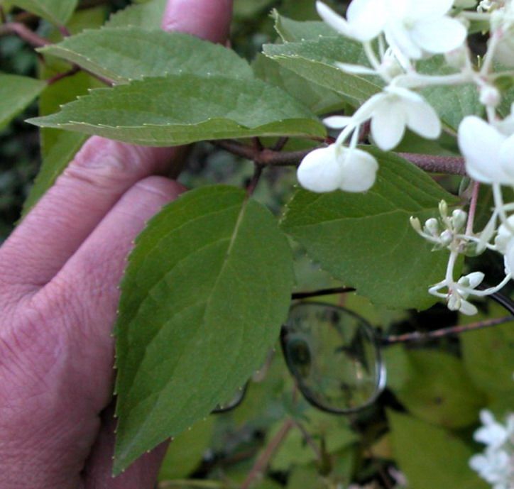 paniculata-hydrangea-leaves-indentification-compressor.jpg