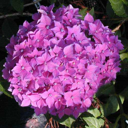 Pia Hortensia Pink Bloom