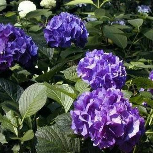 Ganske I Rosa Hortensia Blomstrer