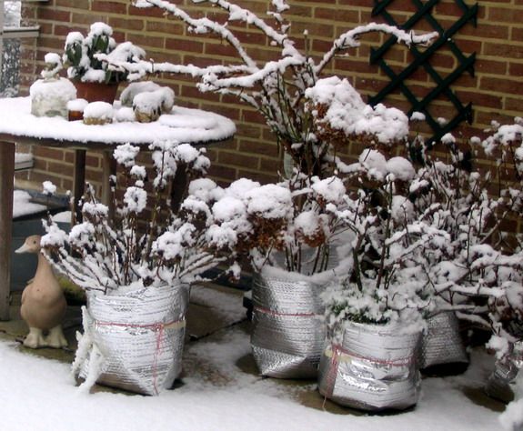 How to Protect Potted Plants in Winter