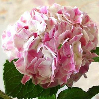 Ravel Hortensia ' s Bloeien