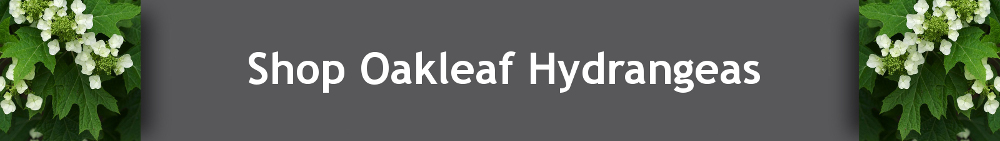 Buy Oakleaf Hydrangeas Online