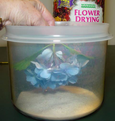 step-4a-drying-hydrangeas-in-a-container-compressor.jpg