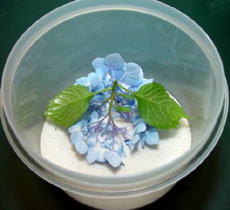 step-4c-drying-hydrangeas-compressor.jpg