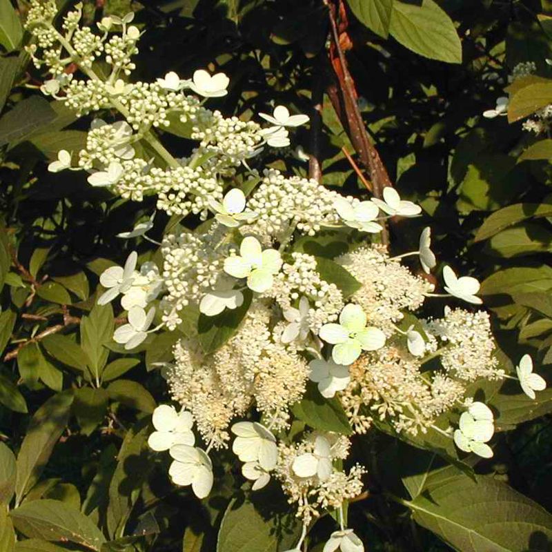 Fleurs d'hortensias Tardiva