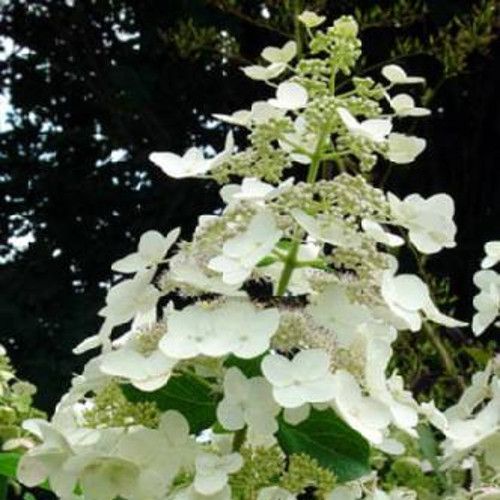 Vraiment unique, l'hortensia Blooms