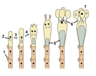 Oral Antihistamines