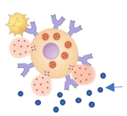 Oral Antihistamines