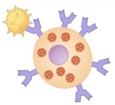 Oral Antihistamines