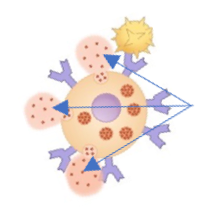 Oral Antihistamines