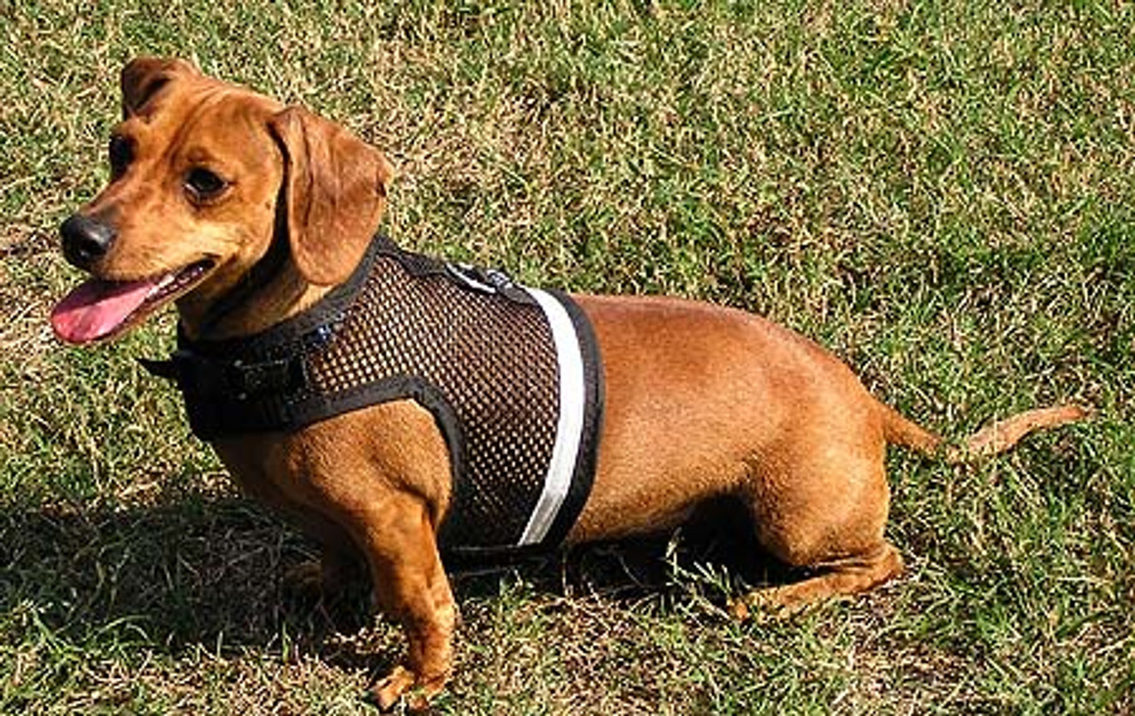 Harness For Dachshunds In Uk Dachshund Harness for Your Wiener Dog