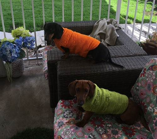 Dachshund Wiener Dog Life Jacket , Life Vest, Life Preserver