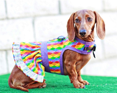 Dachshund Wiener Dog Life Jacket , Life Vest, Life Preserver