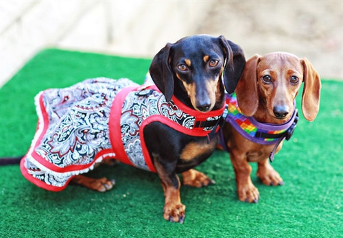 Dachshund Wiener Dog Life Jacket , Life Vest, Life Preserver