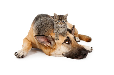 Great Quotes About Animals