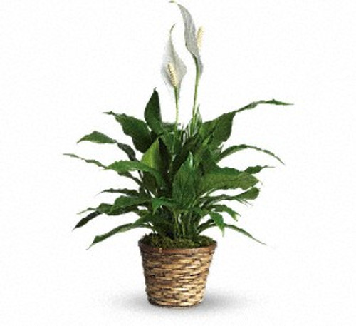 Simply Elegant Spathiphyllum Simply Elegant Spathiphyllum