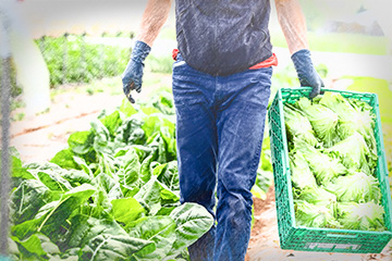 agriculture