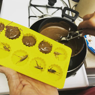 Make your own chocolate covered crickets Make your own chocolate covered crickets