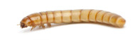 How to get the most out of your mealworms How to get the most out of your mealworms