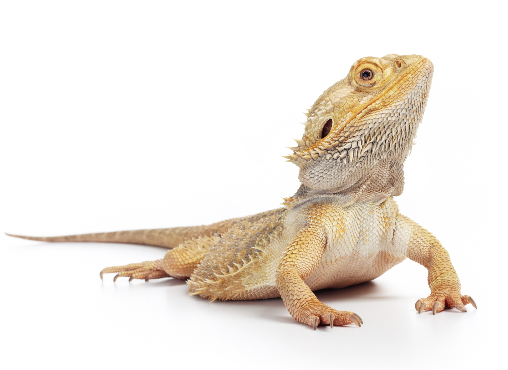 bearded-dragon.jpg bearded-dragon.jpg
