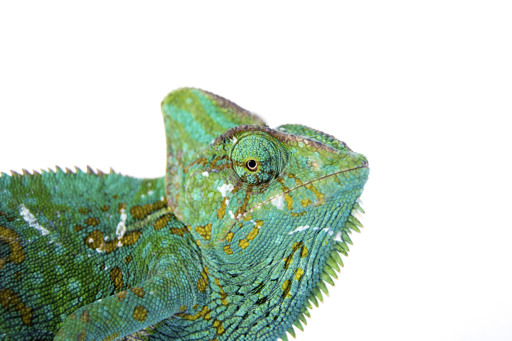 chameleon-big.jpg chameleon-big.jpg