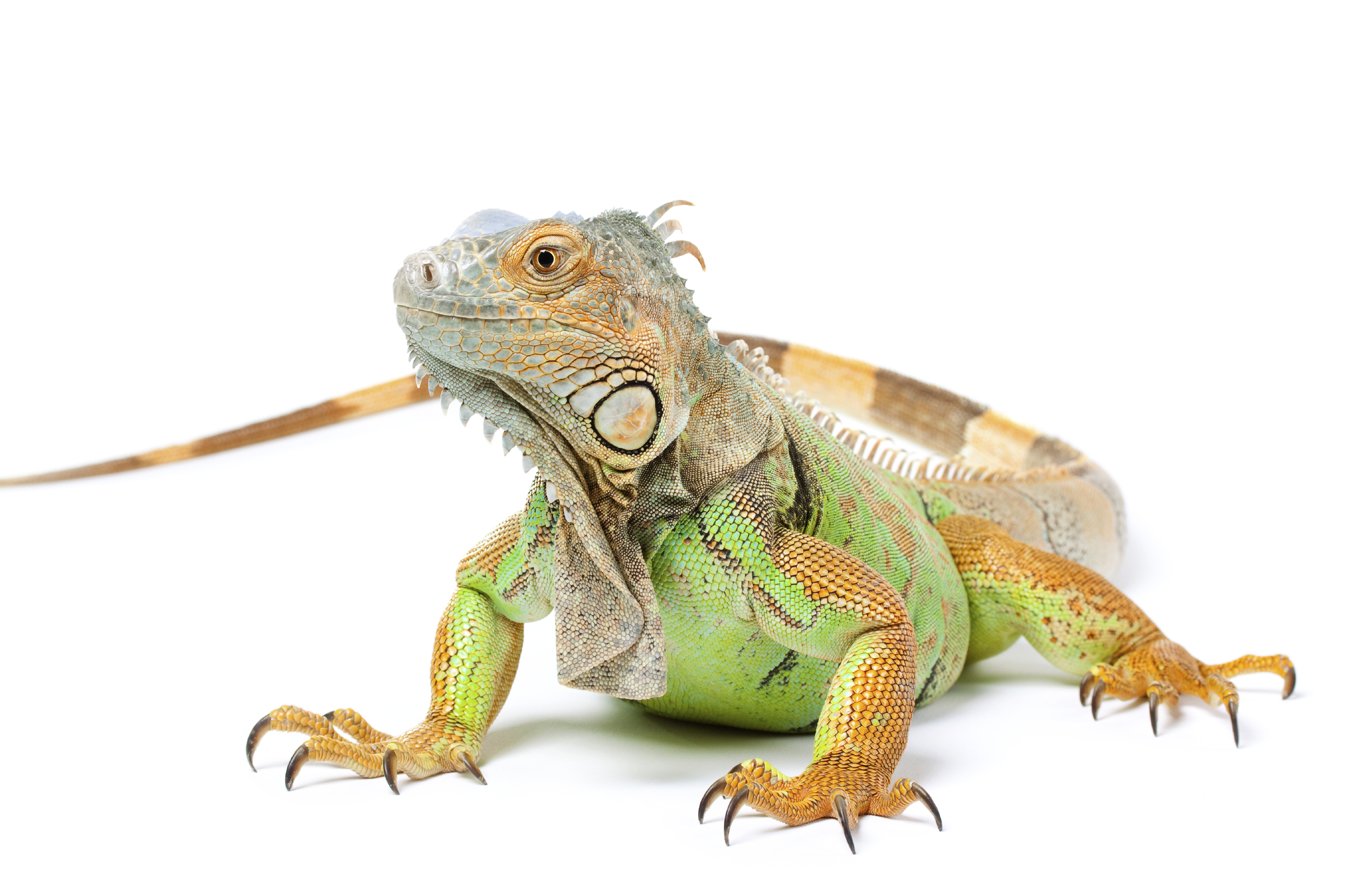 iguana-big.jpg iguana-big.jpg