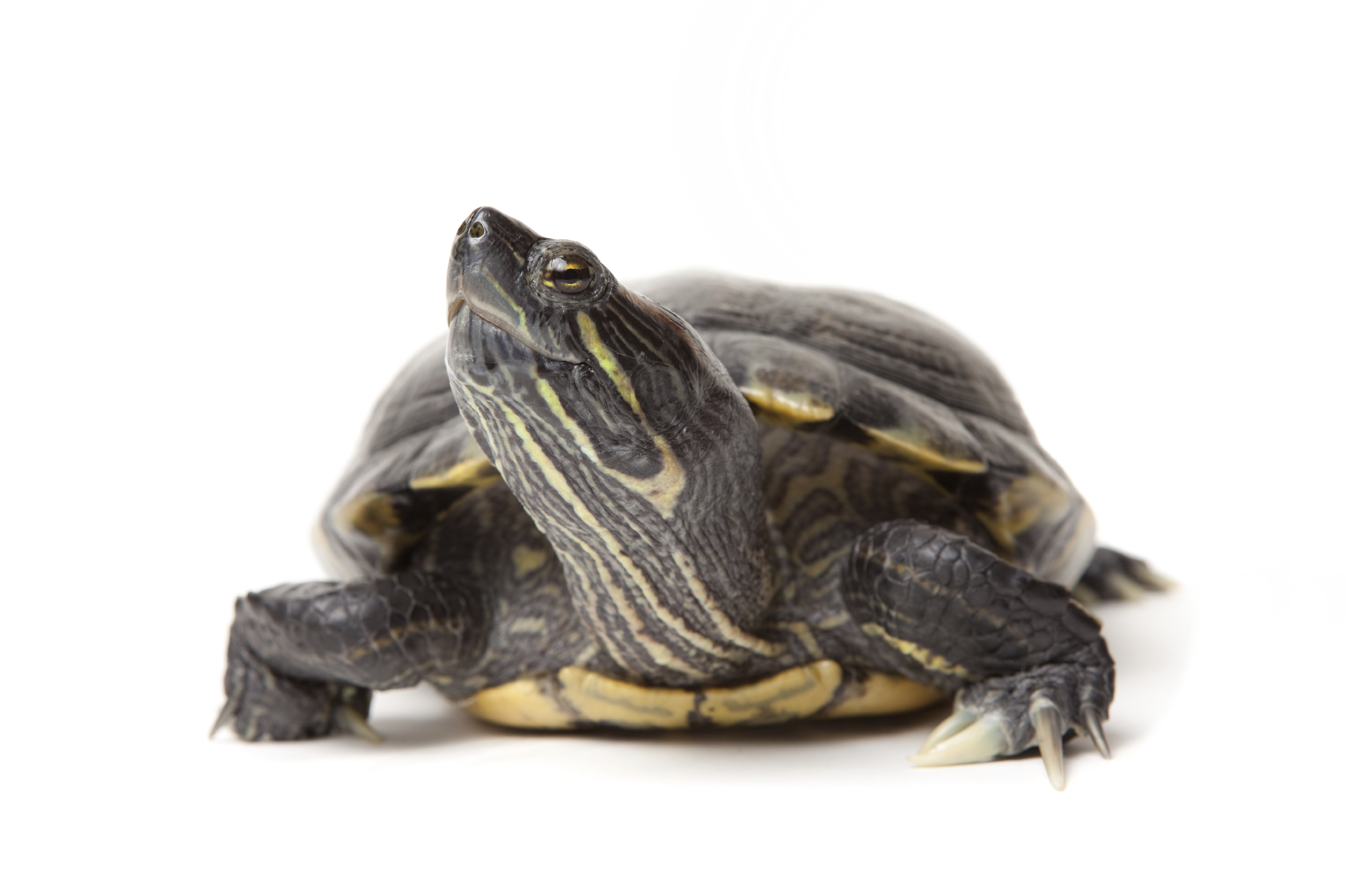 turtle-big.jpg turtle-big.jpg