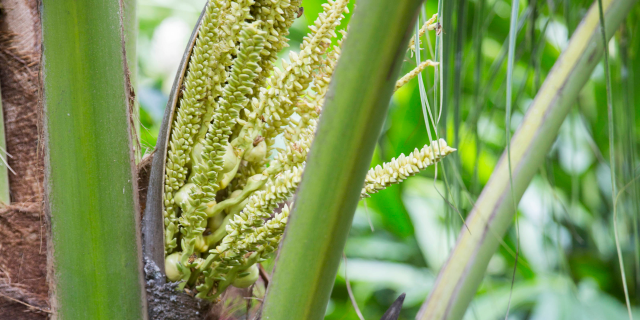 Unlocking the power of MCT oils