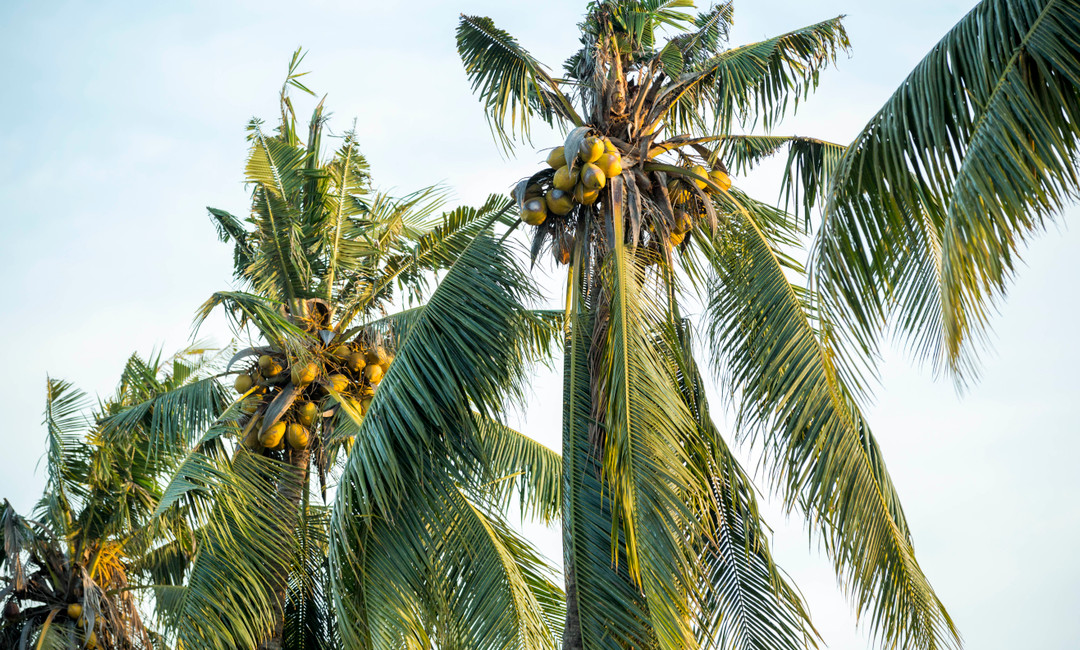 THE COCONUT PIONEERS