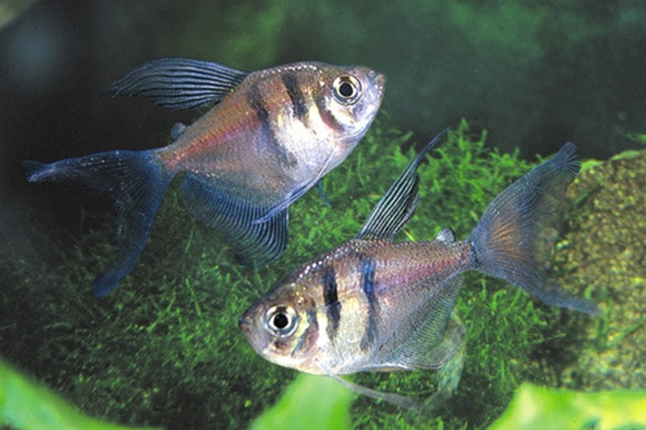 black skirt tetra black skirt tetra