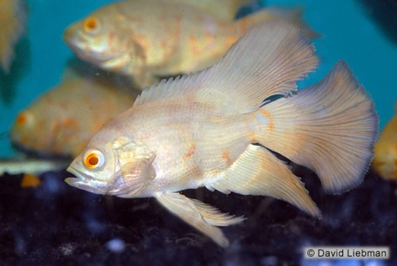 LONG FIN ALBINO OSCAR regular - Bluegrassaquatics.com