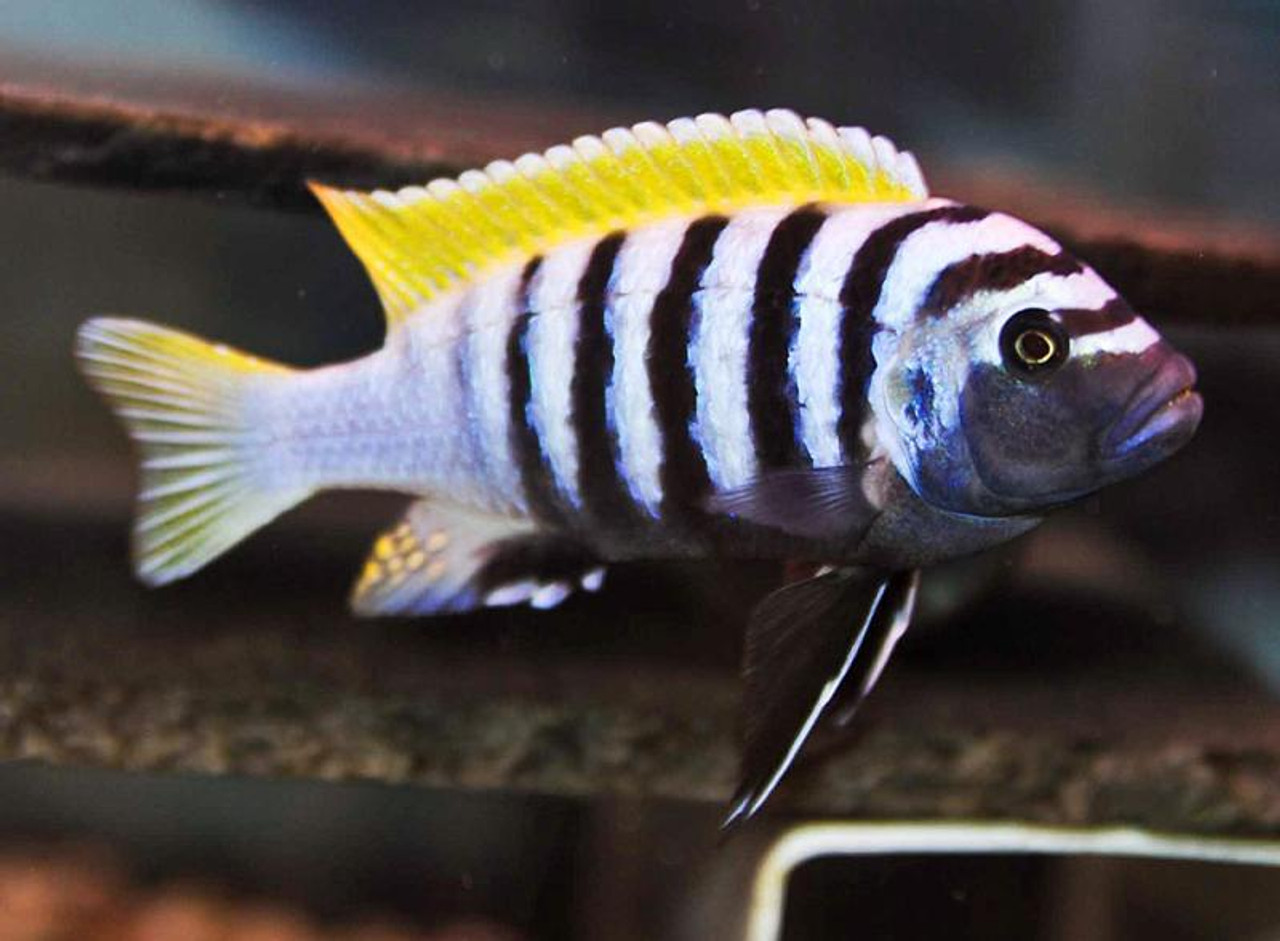 Jalo Reef Cynotilapia Afra Cichlid REGULAR - Bluegrassaquatics.com