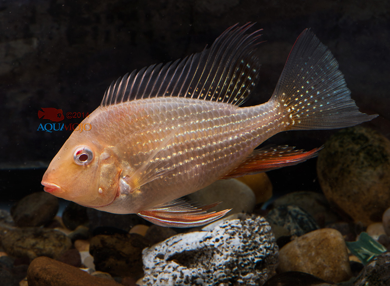 Albino Heckelii Cichlid Medium/Select - Bluegrassaquatics.com