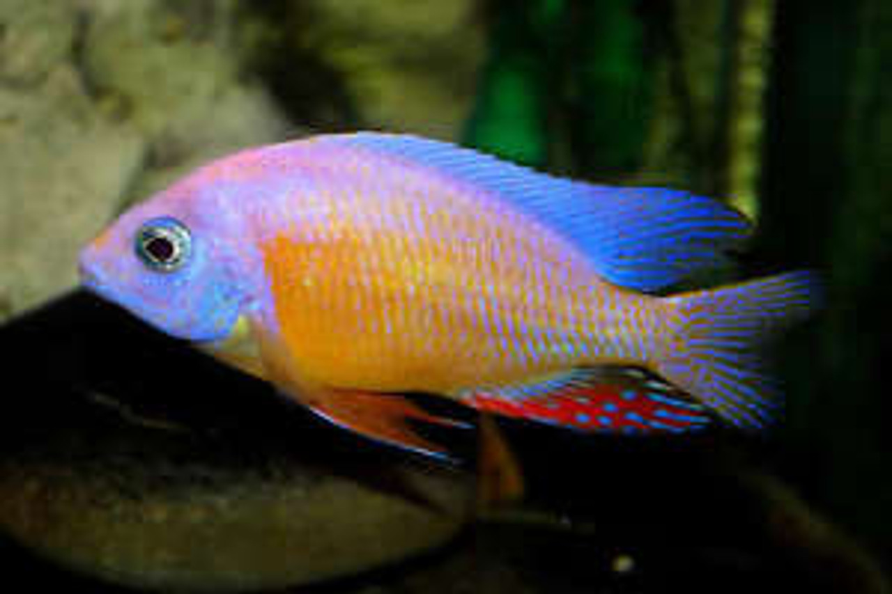 Albino Taiwan Reef REGULAR - Bluegrassaquatics.com