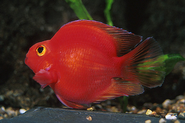 red parrot cichlid medium bluegrassaquatics com