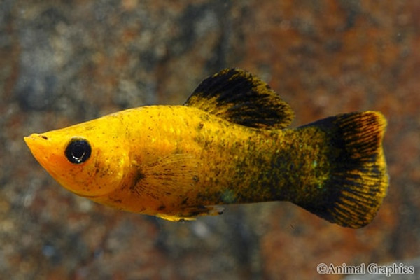 gold panda molly regular bluegrassaquatics com
