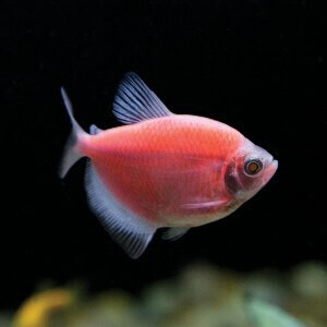 pink neon tetra fish