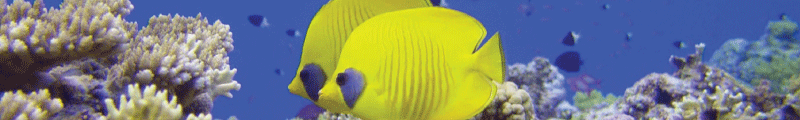 long-top-banner-fish2.gif