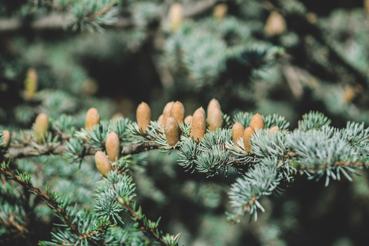 Pine Pollen Tincture: The Better, Pro-Androgenic Herb