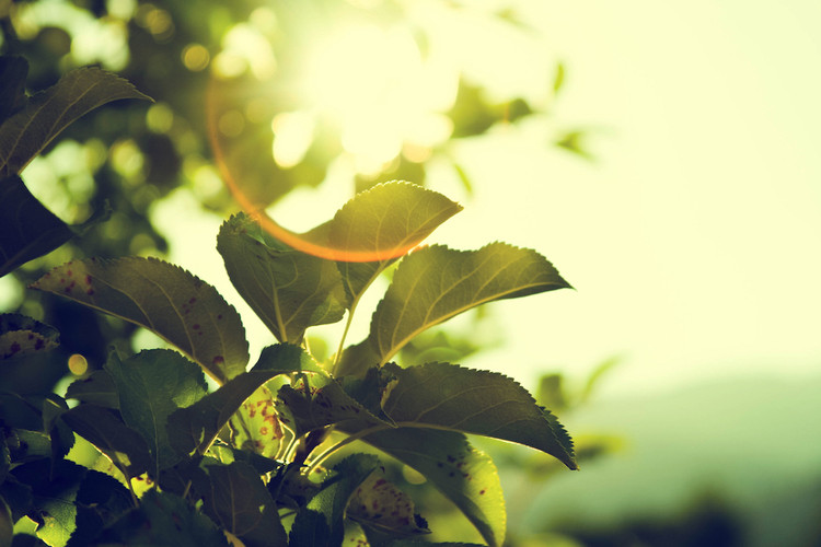 Vitamin D, SHBG, and Testosterone