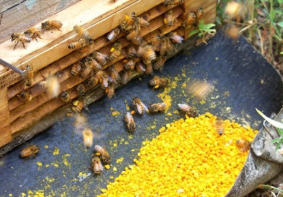 brassica pollen bee pollen collection brassica pollen bee pollen collection