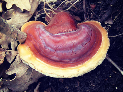 ganoderma-lucidum-reishi-extract.jpg Reishi Extract Ganoderma lucidum Duanwood