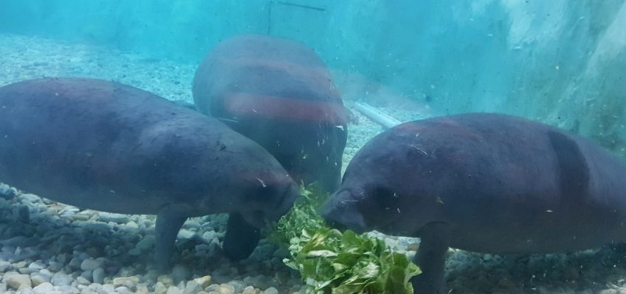 Snooty the Manatee