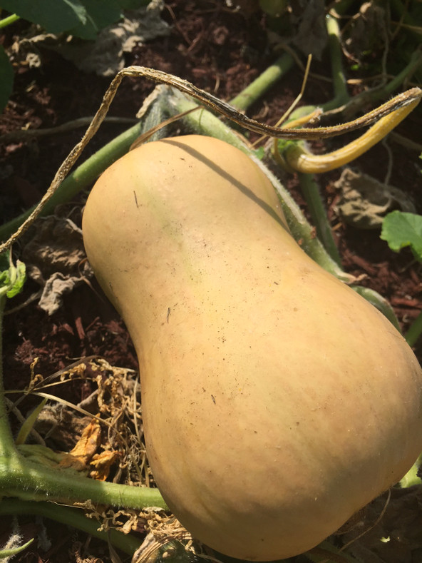 Butternut Squash