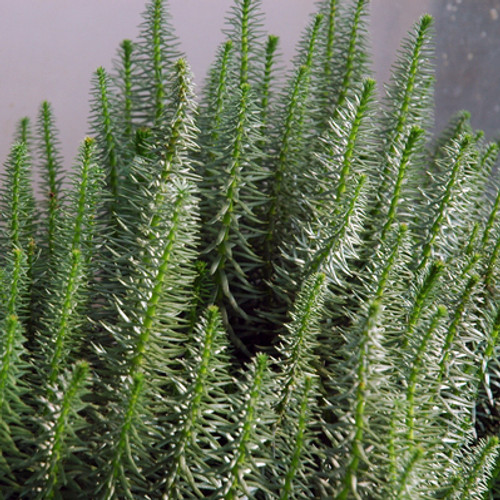 Mare's Tail