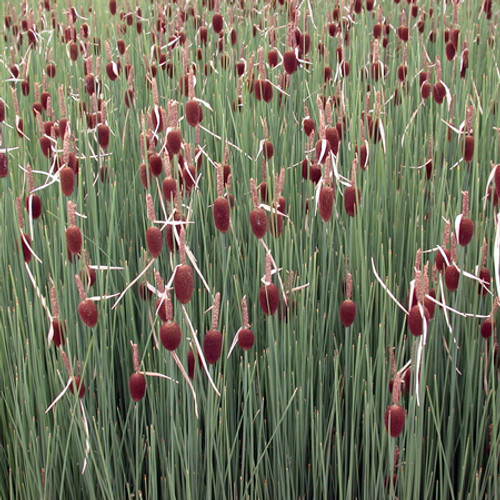 Micro Cattail