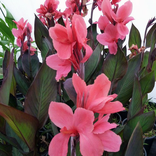 Pink Sunburst Canna
