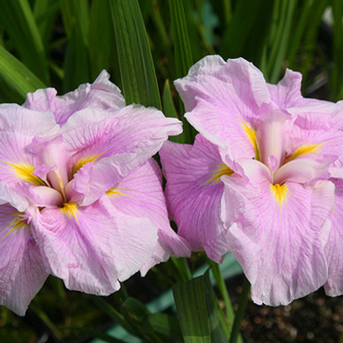 Pink Melody Water Iris