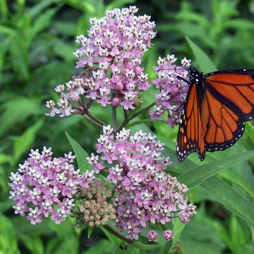 Milkweed