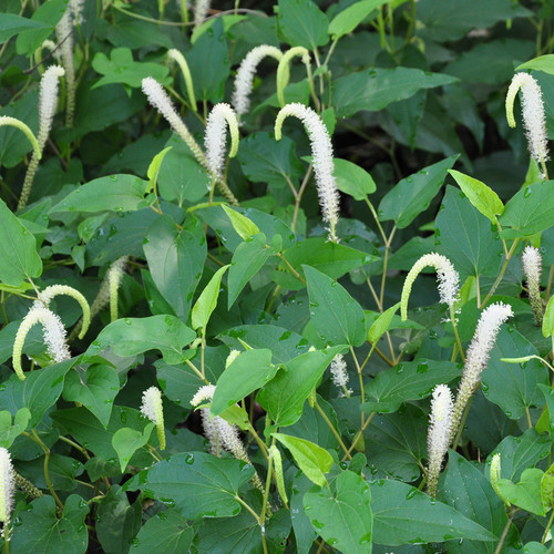 Lizard's Tail